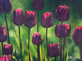 TULIPANES