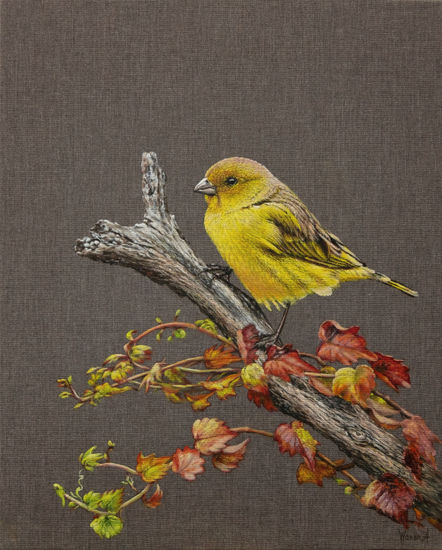 El Canario Amarillo. Oil Canvas Animals