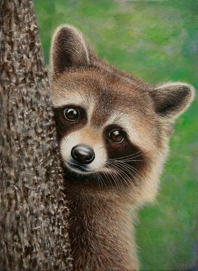 Un Mapache  simpático y curioso.