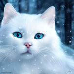 Gatos thumbnail 2