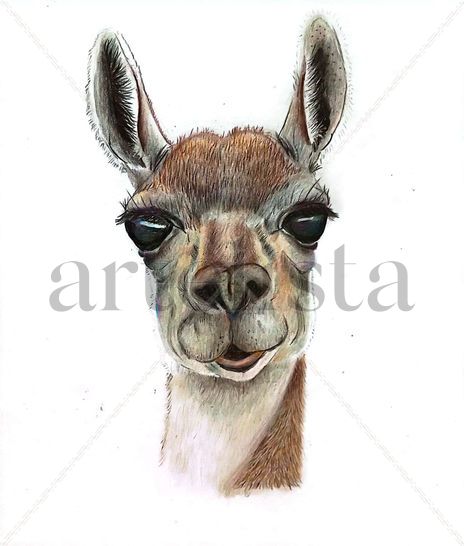 Lama guanicoe