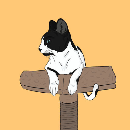 La vida del gato