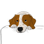 ANIMALES thumbnail 1