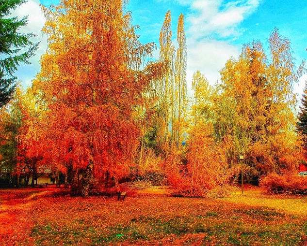 Paisajes de Bariloche Naturaleza Color (Digital)