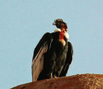 Cóndor patagonico