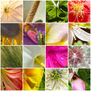 Collage flores