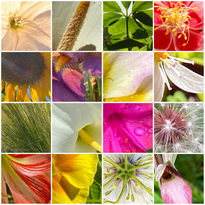 Collage flores