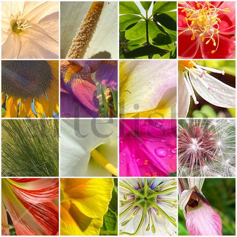 Collage flores