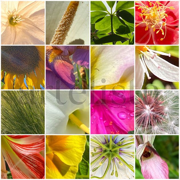 Collage flores