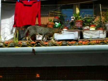 gato no telhado
