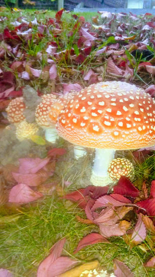 A. Muscaria cluster in Seattle Naturaleza Color (Digital)