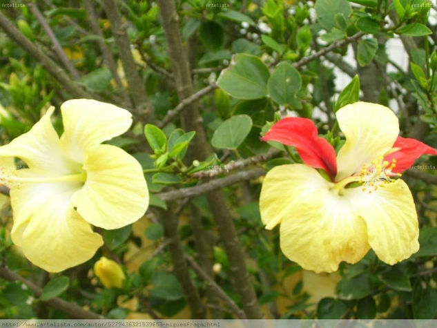 Flor de Ibiscus Naturaleza Color (Digital)