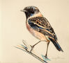 SAXICOLA RUBICOLA
