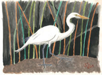 Ardea Alba