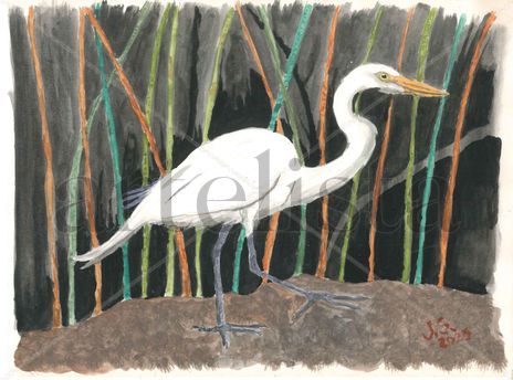 Ardea Alba