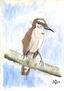 Campilorhynchus Griscus