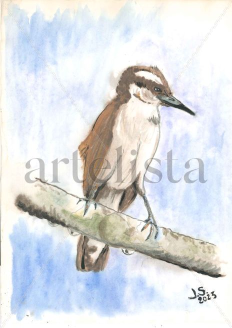Campilorhynchus...