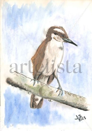 Campilorhynchus Griscus Acuarela Papel Animales