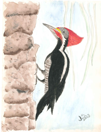 Dryocopus Lineatus