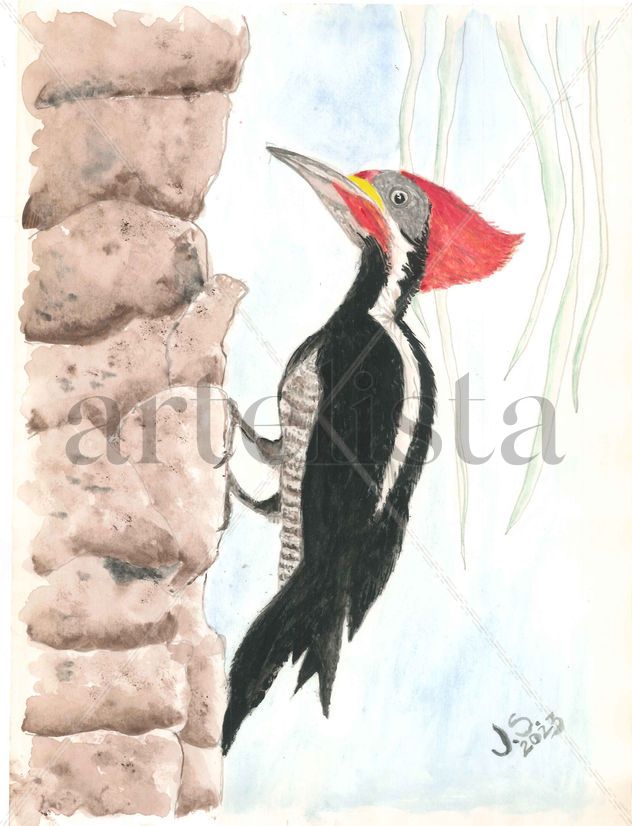 Dryocopus Lineatus