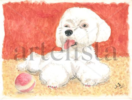 Poodle