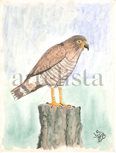 Rupornis Magnirostris