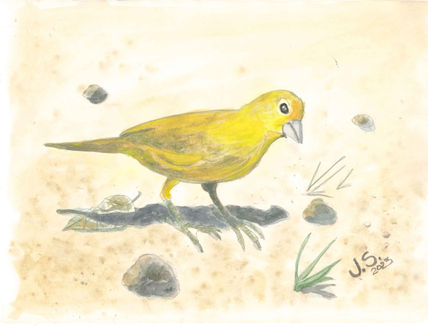 Sicalis Flaveola