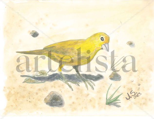 Sicalis Flaveola