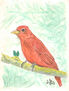 Summer Tanager