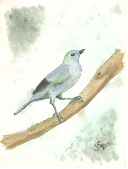 Thraupis Palmarum
