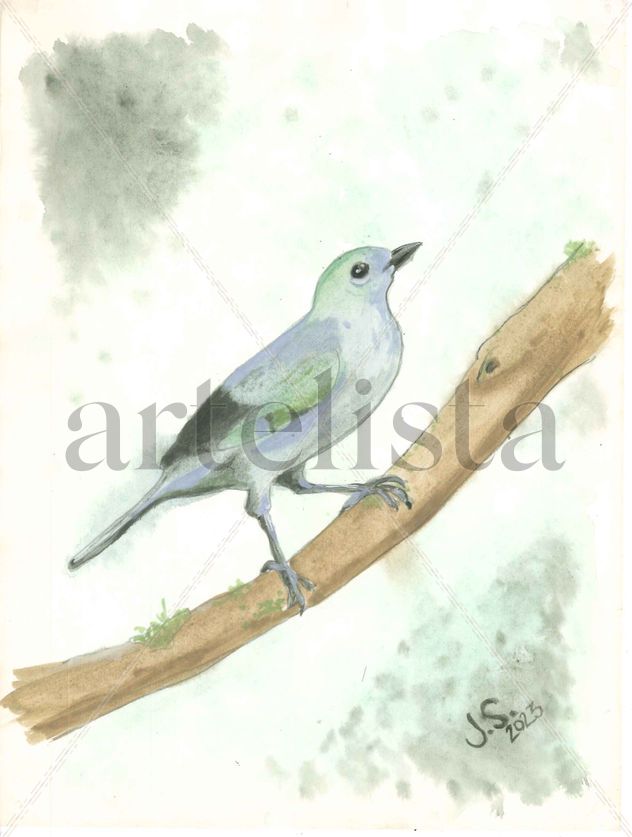 Thraupis Palmarum