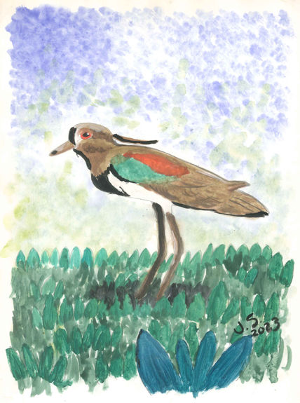 Vanellus Chilensis