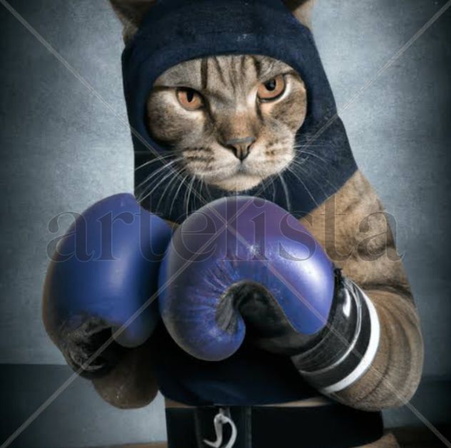 Gato boxeador