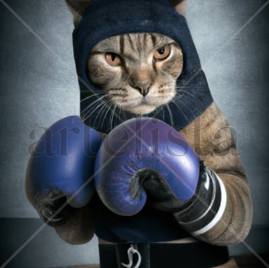 Gato boxeador 