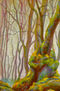Árbol de Ordesa