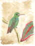 Amazilia Tzacatl