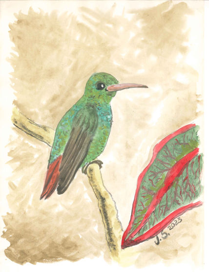 Amazilia Tzacatl