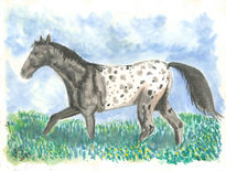 Appaloosa