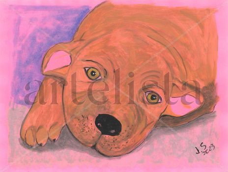 Cachorro puppy