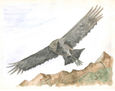 Coragups Atratus