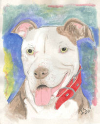 Pit Bull