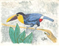 Ramphastos Ambiguus