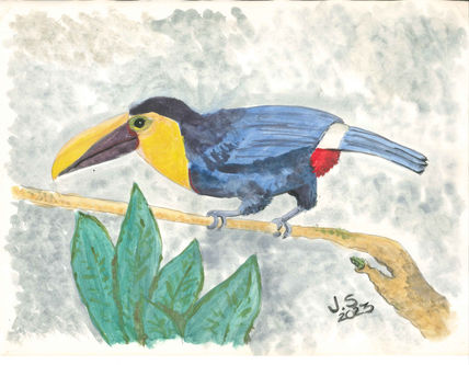 Ramphastos Ambiguus