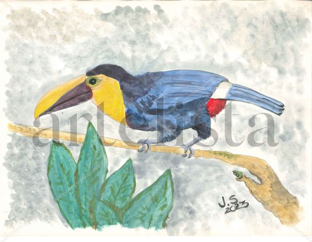 Ramphastos Ambiguus