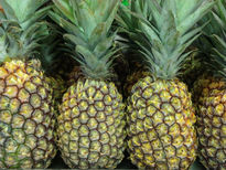 Piñas Pineapple