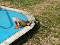 Iguana en el Parque