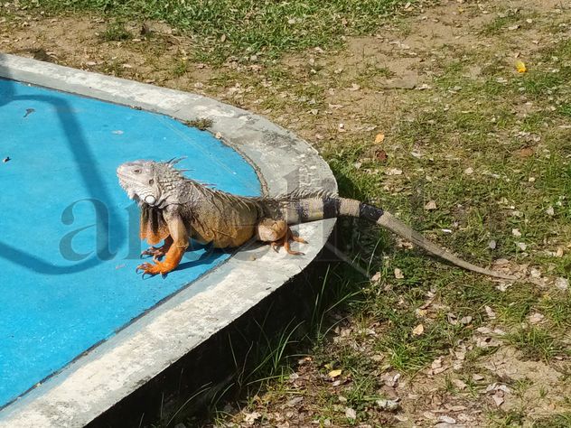 Iguana en el Parque