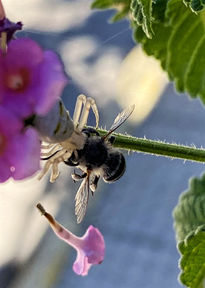 Cazadora