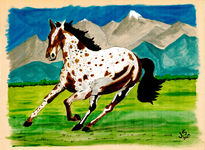 Appaloosa Trotando