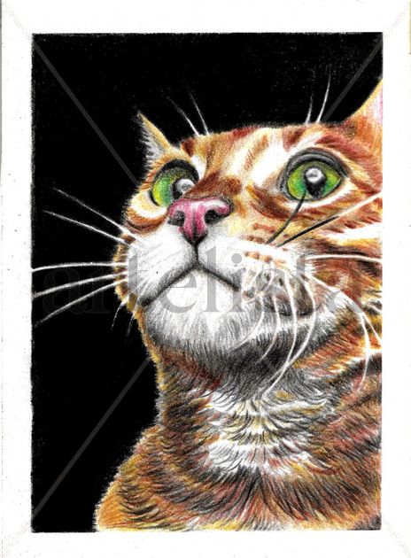 Retrato gato